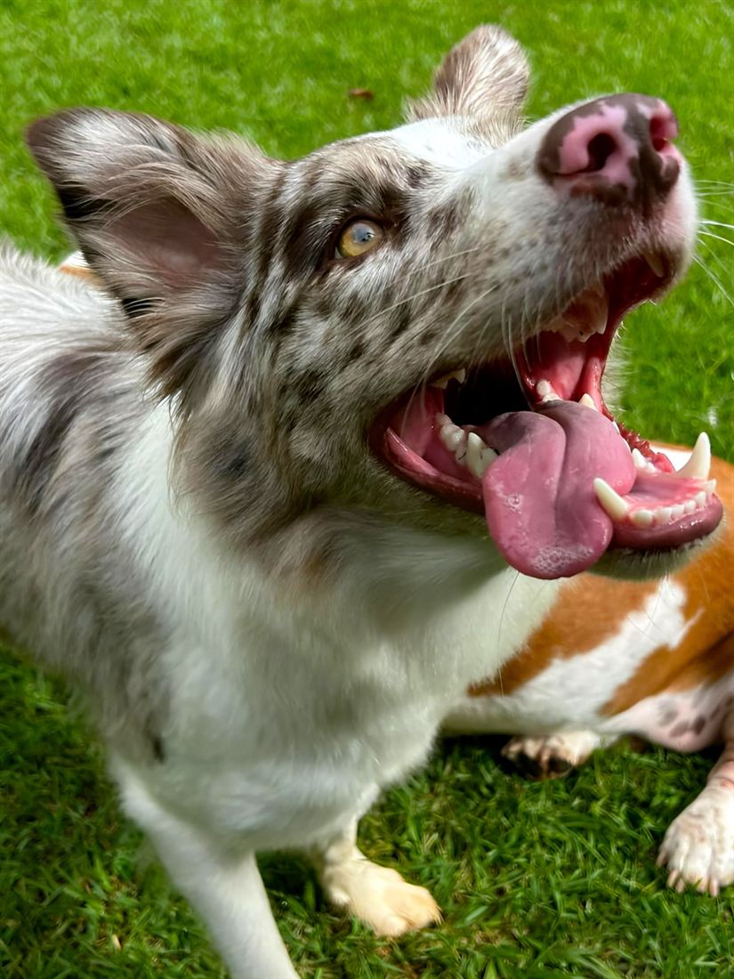 Cão brincando na grama