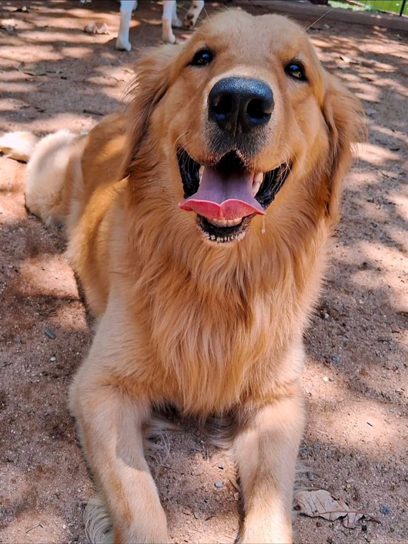 Cão hospedado no AlphaPets Resort