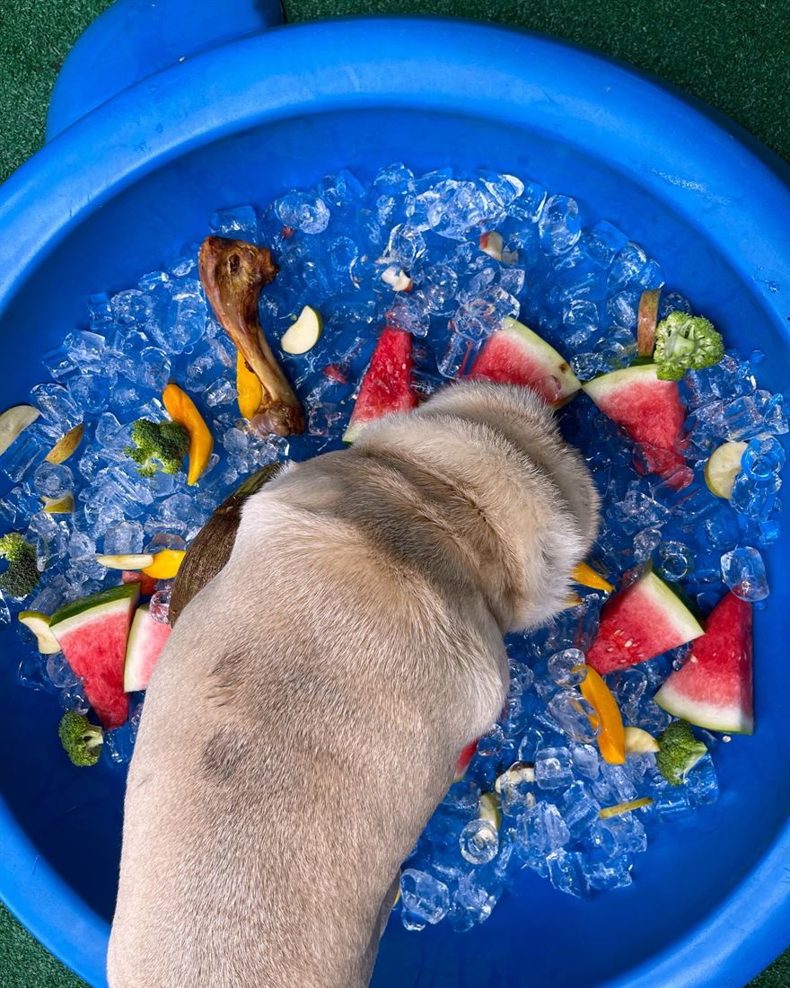 Piscina com gelo e frutas no AlphaPets