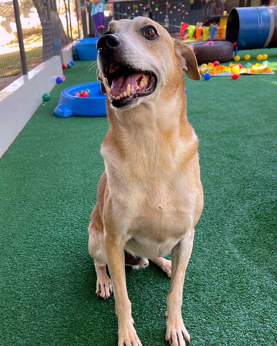 Cão na área livre do AlphaPets
